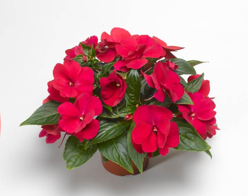 impatiens1.jpg